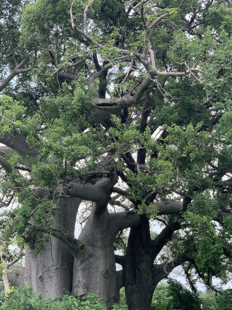 can one tree be more important than a whole museum?
