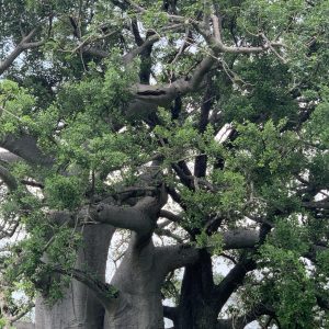 can one tree be more important than a whole museum?